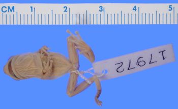 Media type: image; Herpetology A-17972